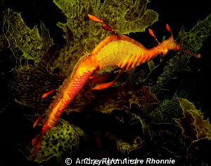weedy sea dragon by Andre Rhonnie 